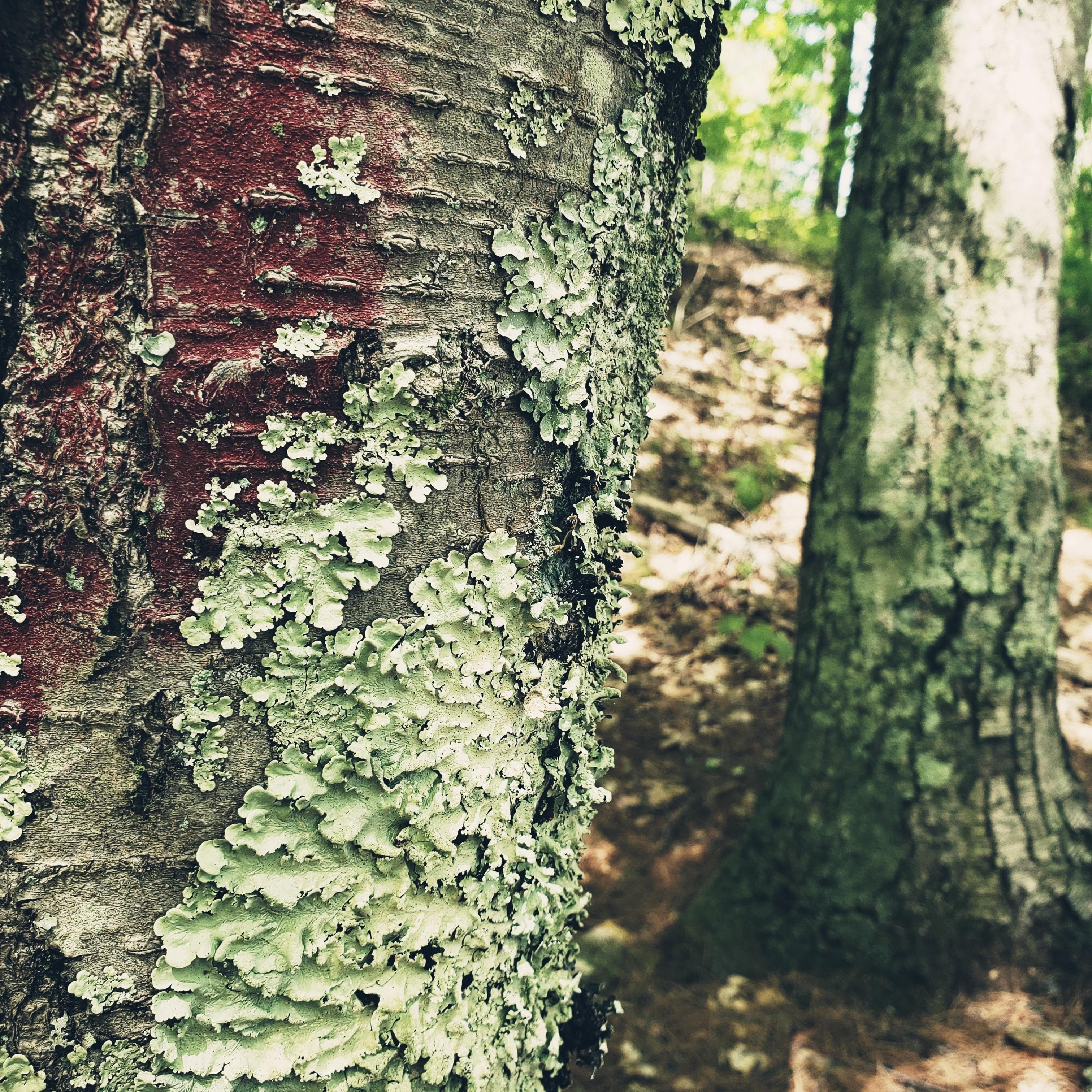 Cover art for Pozibelle's song: Trees