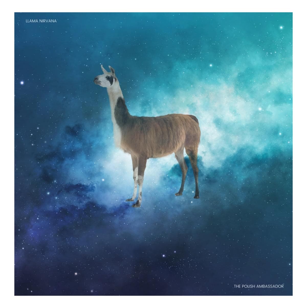 Cover art for The Polish Ambassador's song: Llama Nirvana